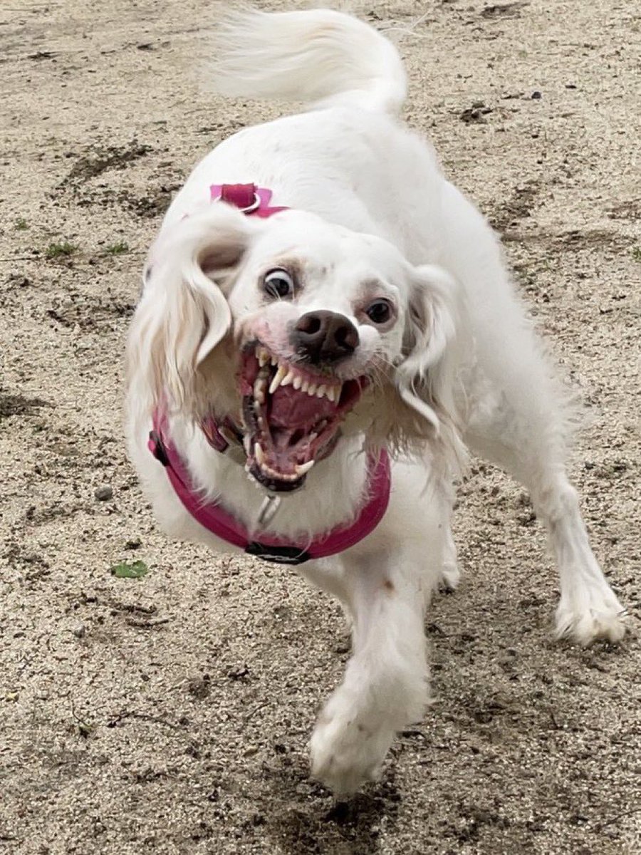 inekaratukutta's tweet photo. うちのバイオハザード四天王(全��同じ犬) https://t.co/9ZRbx6gzCa