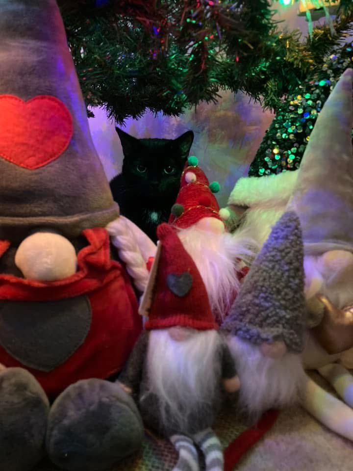 Spot the Delilah 🐈‍⬛