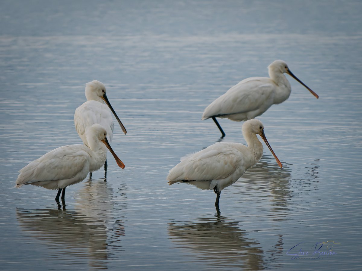 swb_wildlife_cymru (@bentos1368) on Twitter photo On a cold grey Monday it was all about the Spoonbills from the Michael Powell hide at WWT Llanelli Wetland Centre... fabulous birds <a href="/BTO_Carms/">BTO Carmarthenshire</a> <a href="/WTSWW/">WildlifeTrustSWWales 🦡🐬</a> <a href="/WWTLlanelli/">WWT Llanelli Wetland Centre</a> <a href="/BBCSpringwatch/">BBC Springwatch</a> <a href="/birdsinwales/">Welsh Ornithological Society 🏴</a> #spoonbill #OM1mark2 #BBCWildlifePOTD On a cold grey Monday it was all about the Spoonbills from the Michael Powell hide at WWT Llanelli Wetland Centre... fabulous birds <a href="/BTO_Carms/">BTO Carmarthenshire</a> <a href="/WTSWW/">WildlifeTrustSWWales 🦡🐬</a> <a href="/WWTLlanelli/">WWT Llanelli Wetland Centre</a> <a href="/BBCSpringwatch/">BBC Springwatch</a> <a href="/birdsinwales/">Welsh Ornithological Society 🏴</a> #spoonbill #OM1mark2 #BBCWildlifePOTD