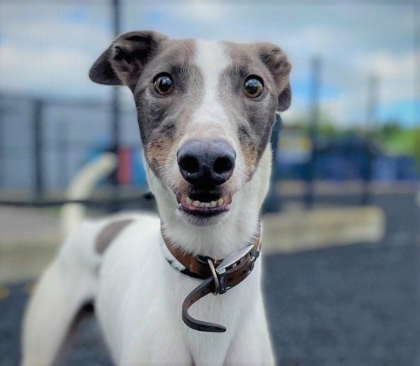 USPCA Official tweet media