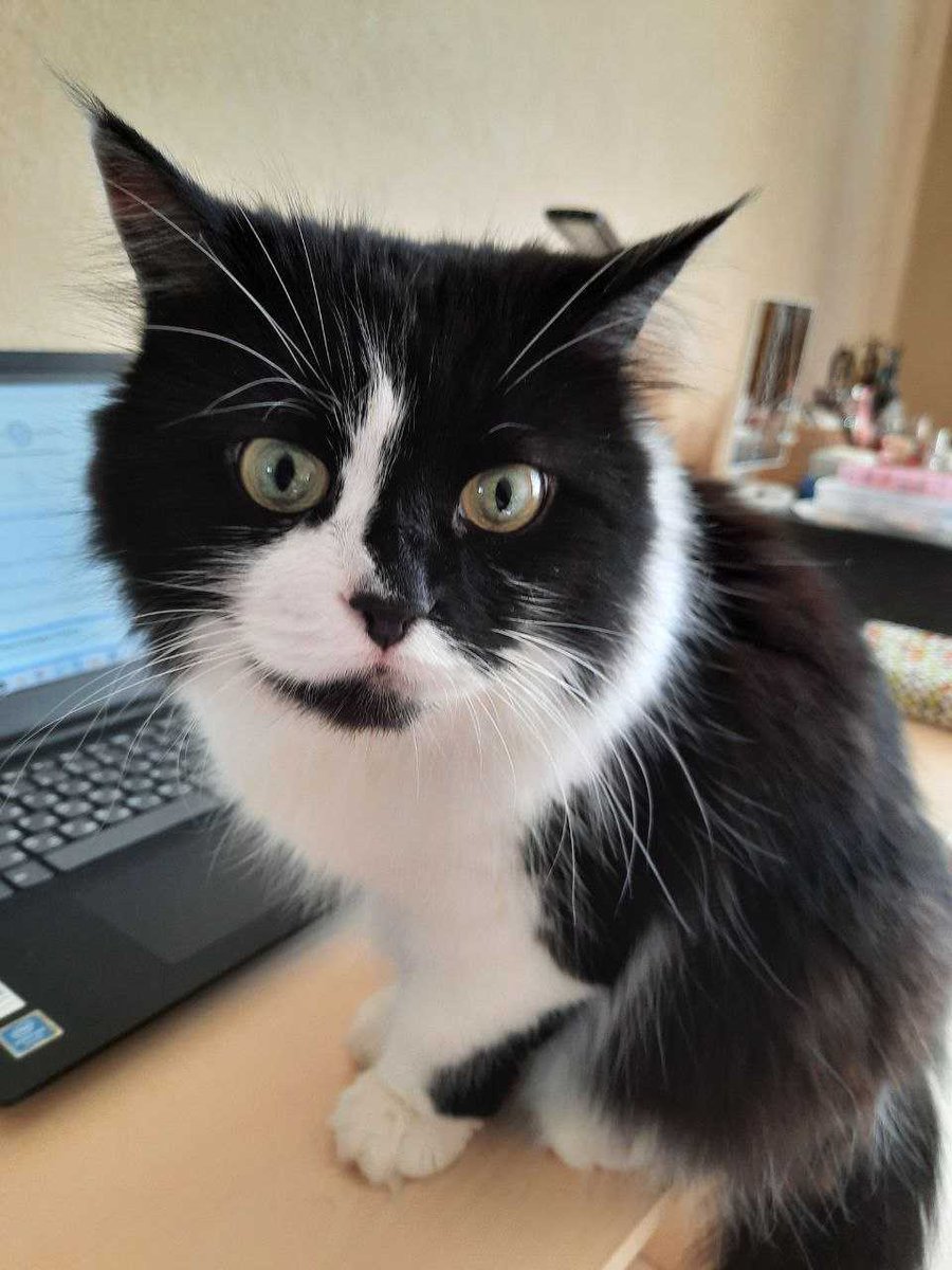 ArdasGroup's tweet photo. The secret of our productivity? Paws. Noses. Tails 🐶🐱

Meet the cutest part of Ardas team. Our daily inspirers, paw-sitive motivators, best pals, and—when things get ruff—debug assistants.

Hold up, #ArdasPaws part 2 is coming soon. https://t.co/TgPwFctY1O
