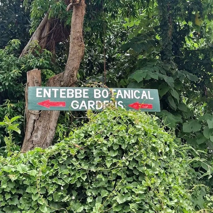 MakohaEmma20's tweet photo. #Entebbe Botanical #gardens
Located along the #shores of lake #victoria in Entebbe, is truly a perfect destination for birding enthusiastics and wildlife lovers.
#VisitEntebbe
#ExploreUganda https://t.co/jwSC1Btxiz