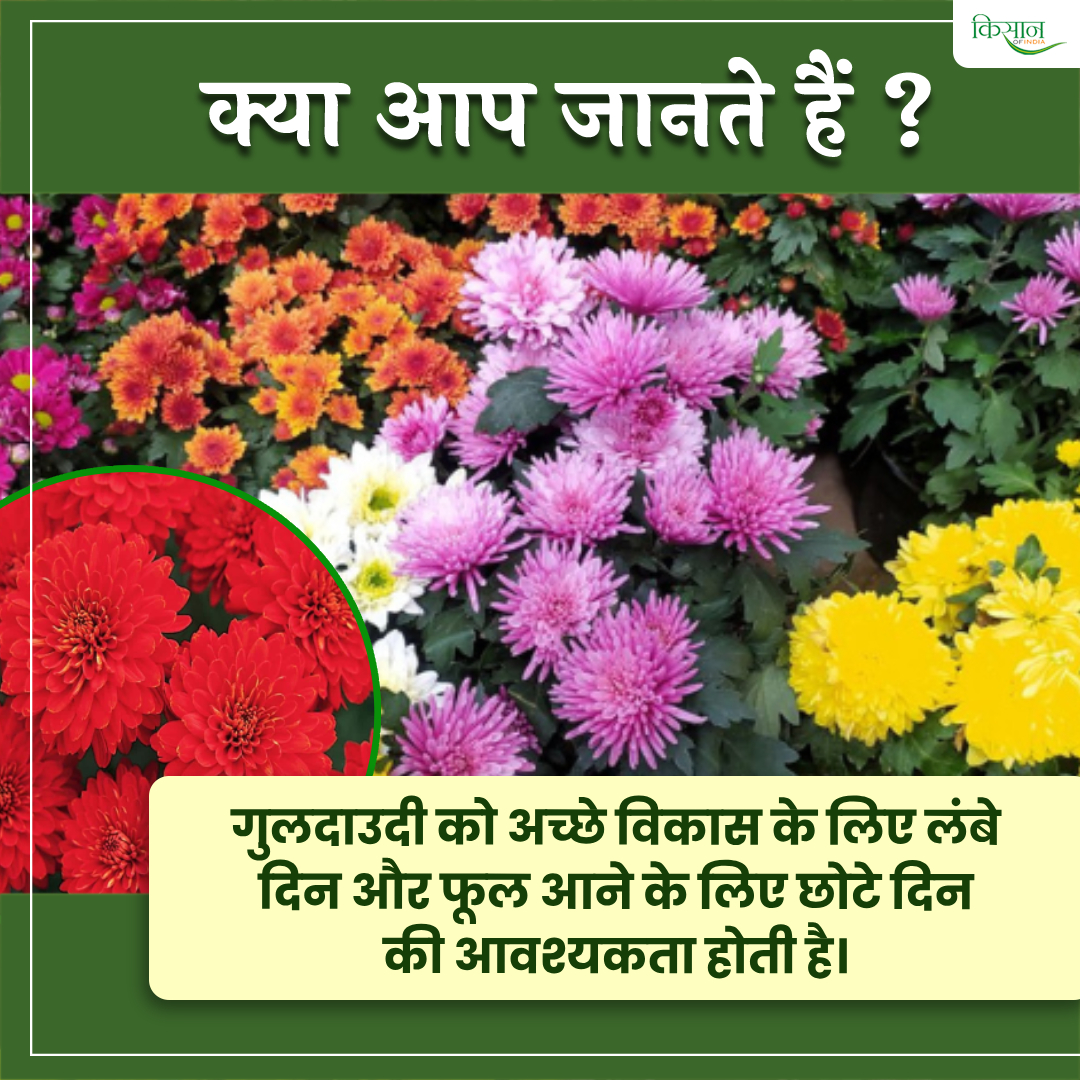 KisanofIndia's tweet photo. गुलदाउदी में एकवर्षीय और बहुवर्षीय दोनों प्रकार की किस्में पाई जाती हैं साथ ही इस फूल को सभी प्रकार की मृदा में उगाया जा सकता है।
जुड़िए हमारे WhatsApp Channel से - https://t.co/Op3Sc4M6ug
#KisanOfIndia #DoYouKnow #Farming #Guldaudi #Flowers #FlowerFarming #KhetiBadi #Agriculture #OrganicFarming