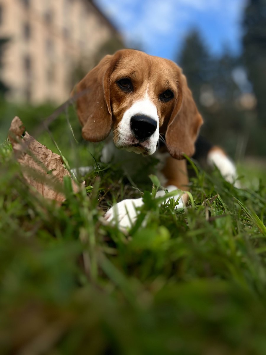 ArdasGroup's tweet photo. The secret of our productivity? Paws. Noses. Tails 🐶🐱

Meet the cutest part of Ardas team. Our daily inspirers, paw-sitive motivators, best pals, and—when things get ruff—debug assistants.

Hold up, #ArdasPaws part 2 is coming soon. https://t.co/TgPwFctY1O