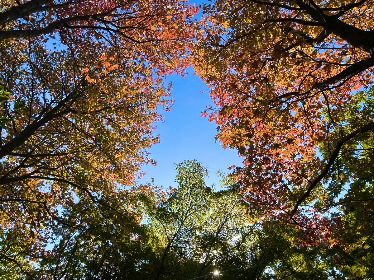 hojaluna's tweet photo. ππ
#ThePhotoHour #StormHour #nature #autumncolors #tree #changingleaves #leaves #leaf #sky #tokyoeastside https://t.co/dsWgawabPS