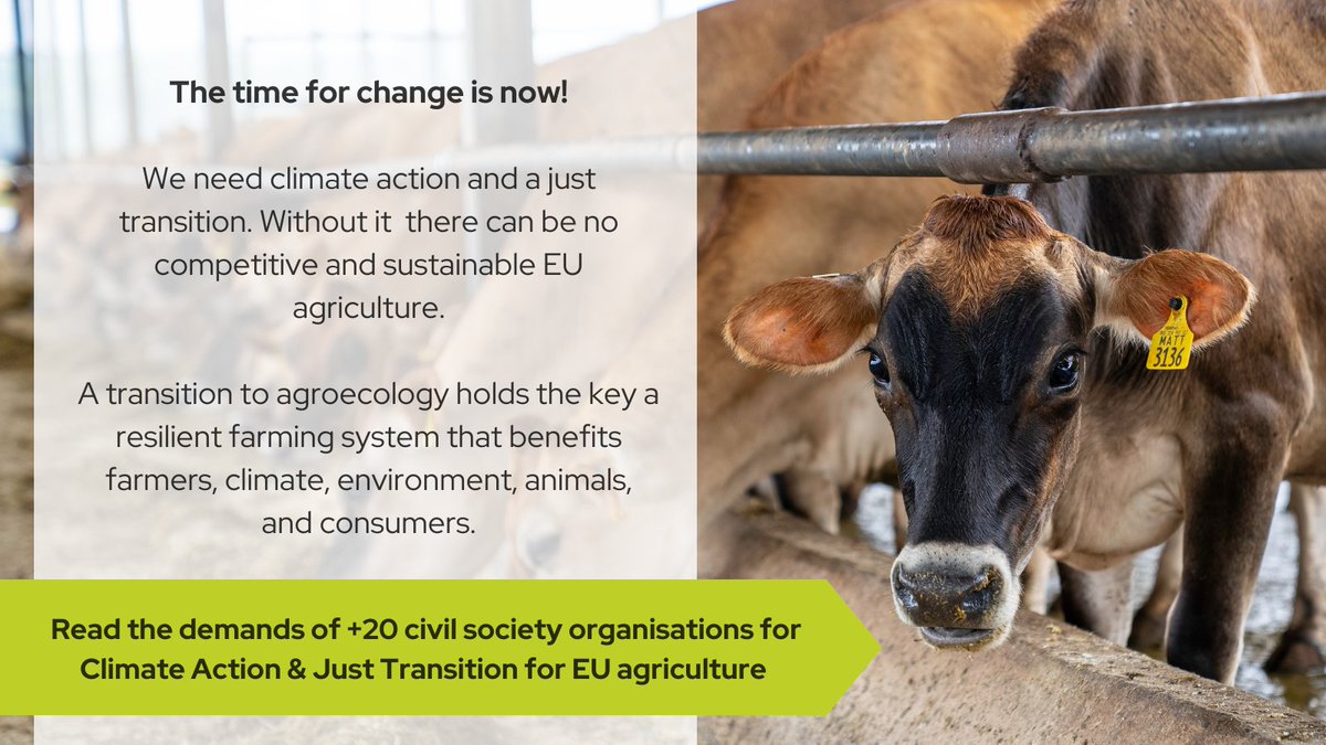 AgroecologyE's tweet photo. 🇪🇺Dear @Teresaribera &amp; @WBHoekstra: 20 organisations call on you to ensure #ClimateAction in #agriculture. 

Without it  there can be no competitive, just, and #sustainable future for EU #farming!

We need a #JustTransition to #Agroecology.

Letter➡️https://t.co/YhKq4aYJL8 https://t.co/HfwcKCYzID
