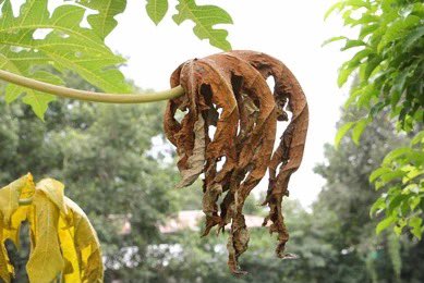 HerbalistChief's tweet photo. Painful Menstruation? Worry not !!!

Boil dandelion leaves with brown leaves of pawpaw (papaya) and drink one teacupful thrice daily three days to your menses. You will have painless free flow. 

Nature heals. https://t.co/mS6e6f2Q1p