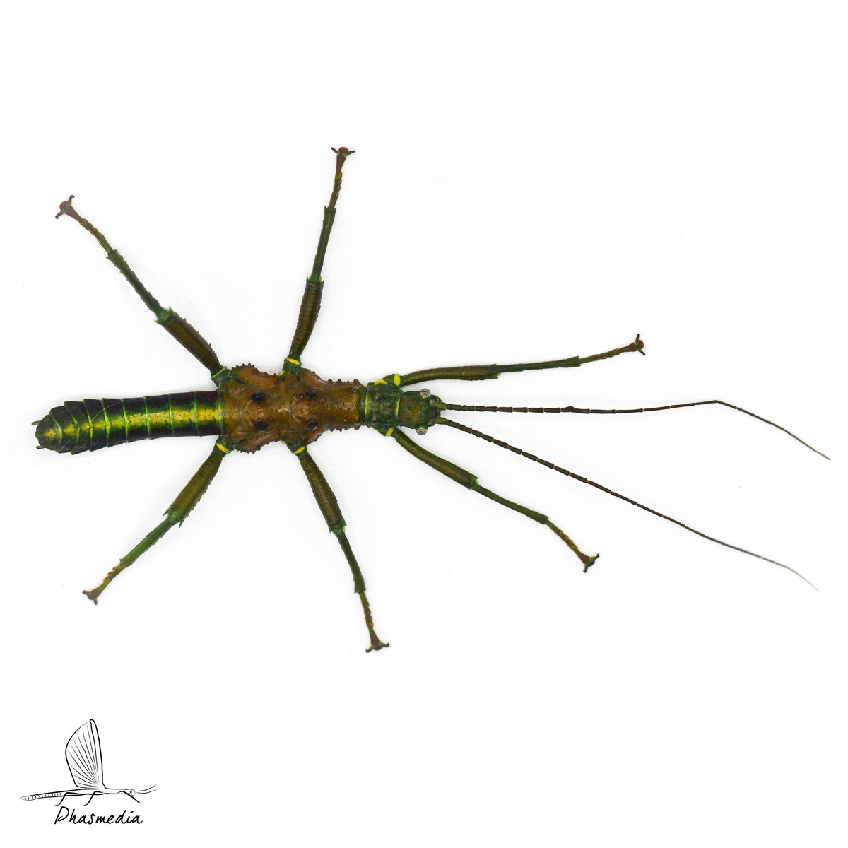 Nog 3 dagen en mijn wandelende takken- en bladerenexpo in het #arboretumkalmthout gaat van start!