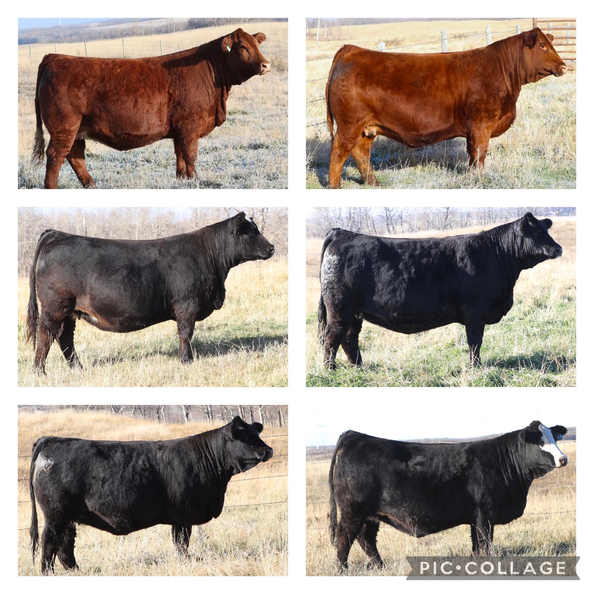 These 6 breds sell Monday, December 16 in Lloydminster at the Border City Sale.