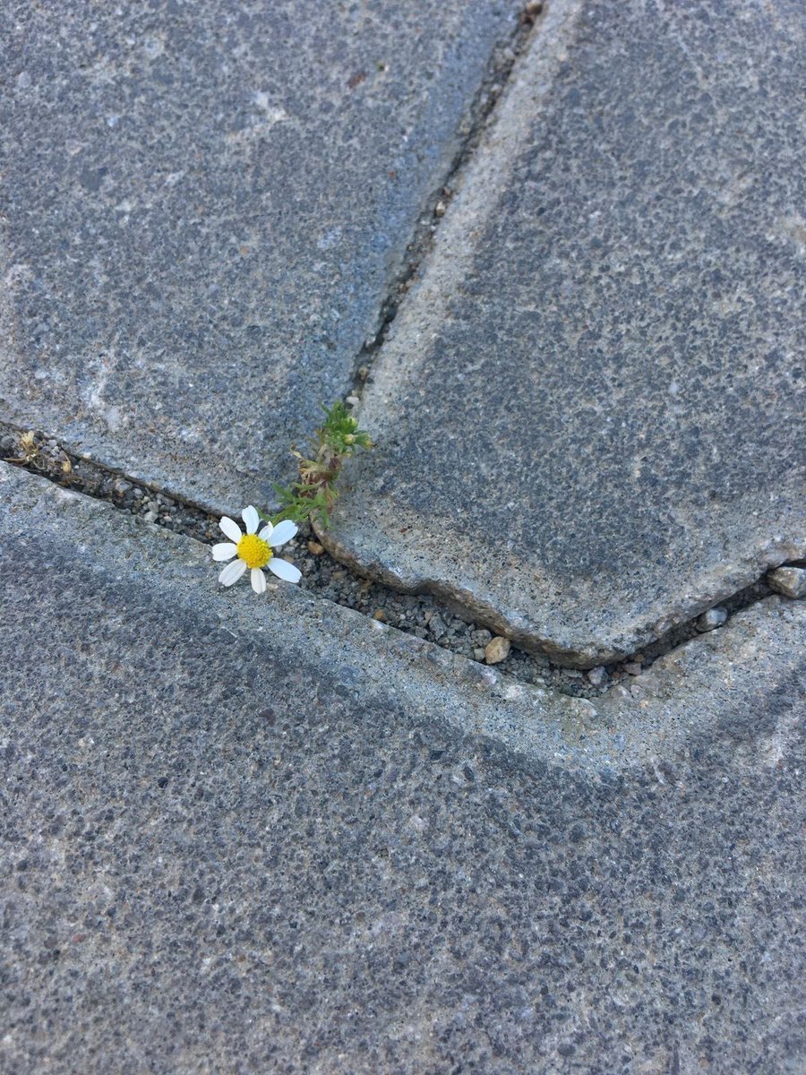 saga ⚢ tweet media