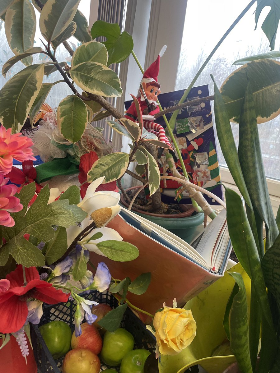 Our cheeky CCHS Elf on the Shelf stole a book and some choccies and disappeared into the A&amp;D forest today. Nobody found him! 😅