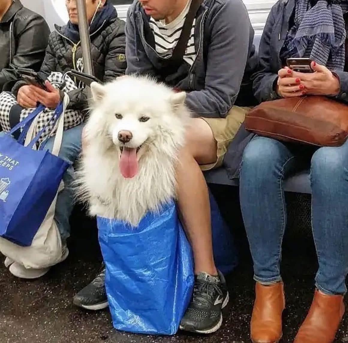 DiloConPerritos's tweet photo. El metro de #NuevaYork 🗽 prohíbe abordar con perros, a menos que quepan en una bolsa, pero nunca se menciona el tamaño de la bolsa…

Por lo que así es como pasajeros y perritos, hackean al sistema y cumplen las reglas 🧵 https://t.co/eZkxq5ivkR