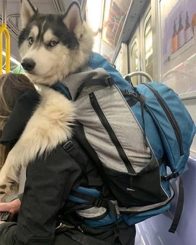 DiloConPerritos's tweet photo. El metro de #NuevaYork 🗽 prohíbe abordar con perros, a menos que quepan en una bolsa, pero nunca se menciona el tamaño de la bolsa…

Por lo que así es como pasajeros y perritos, hackean al sistema y cumplen las reglas 🧵 https://t.co/eZkxq5ivkR