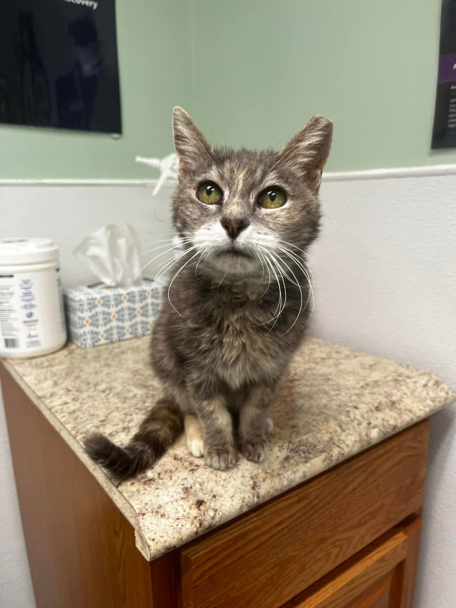 SoftSide1's tweet image. Beautiful 11 year old kitty Rosie was abandoned to try to survive on the streets - she was exhausted, dirty, &amp;amp; down to 4 lbs when Kitty Kottage took her in. Now this sweet, gentle soul is thriving - she just needs the best home ever to love her. Adopt or please RT! (Link ⤵️) 1/