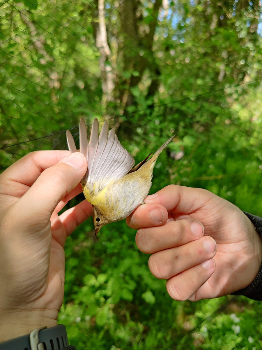 Movie abstract of our latest review here:

youtube.com/watch?v=Hnpi0h…
 
why don't we find a common genetic sequence for bird migratory behaviour? are genetic mechanisms the same across species?