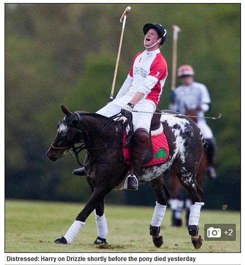 MeghansMole's tweet photo. Prince Harry was told not to ride Drizzle but he demanded to anyways despite knowing she was pregnant 

By the second half of the game, Drizzle was struggling & only then did Harry finally stop riding Drizzle, only for him to dismount and Drizzle suffered a massive heart attack which killed her and her unborn foal 

#Netflix #Polo