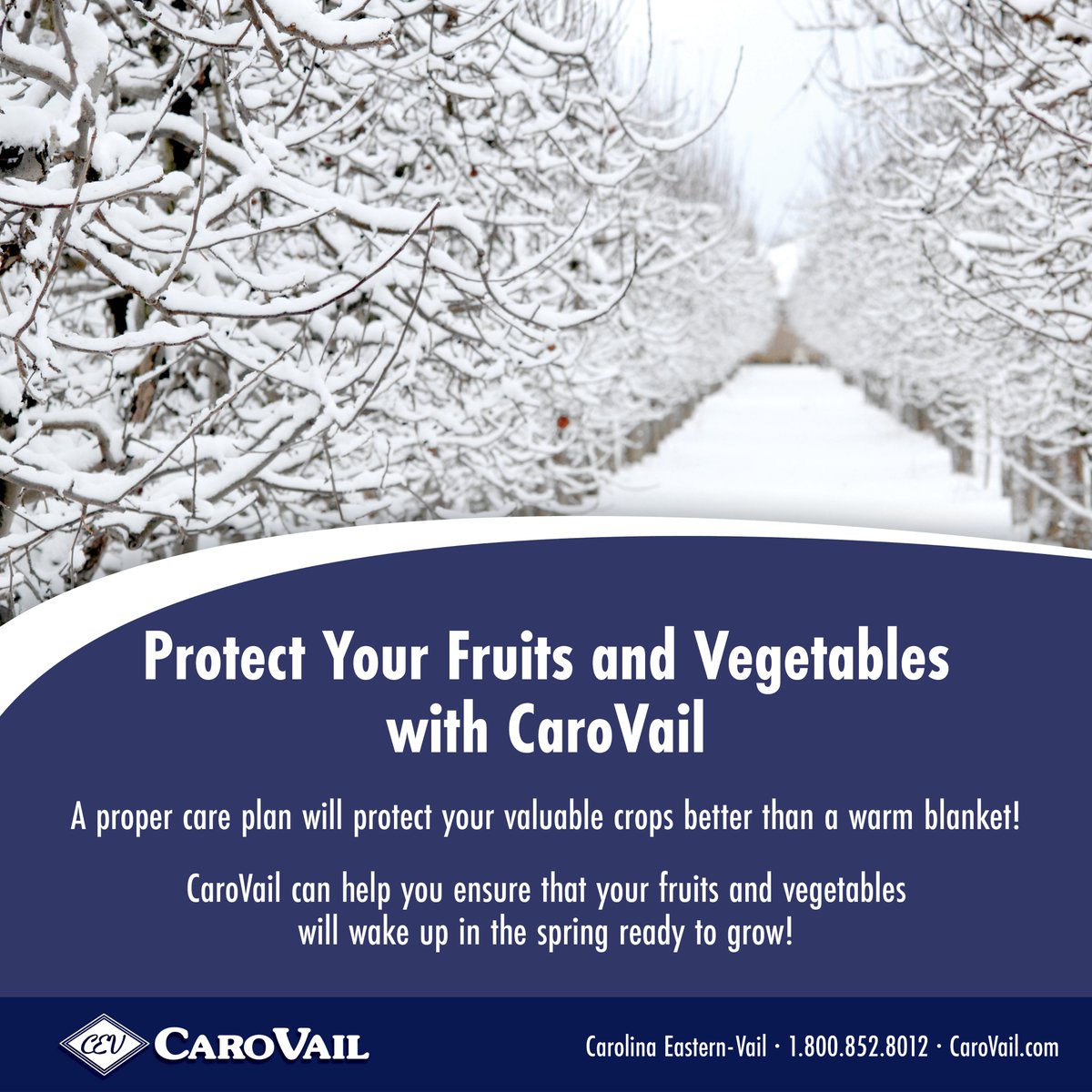 CaroVail's tweet photo. It’s always a good time to think about preparing your crops for spring

Let CaroVail help you! Our Certified Crop Advisors will work with you to blanket your crops with a plan for all seasons!

Call us at 1.800.852.8012 for more information! https://t.co/S7fCh4sTaA