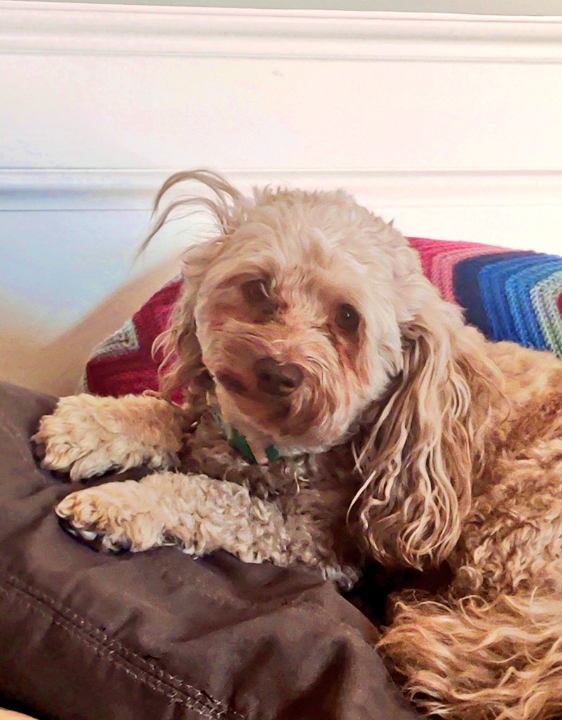 What?! Great Nap=Bed Head. I don't make the rules but I sure do follow them.
