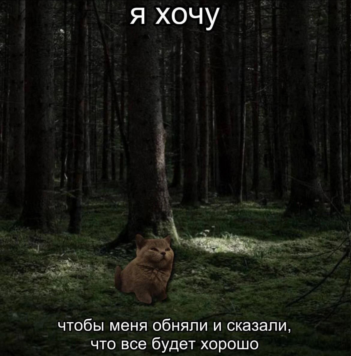 cats, i love cats (@catsilcats) on Twitter photo 