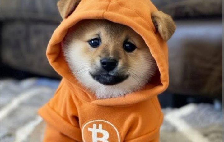 $Dog just hit 1b marketcap 🚀🚀🚀