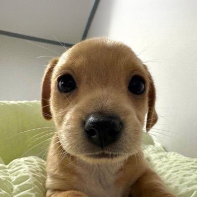 $BILLY target price thesis :

TOTAL = 7T
MEME.D = 15%
MEME TOTAL = 1.05T
Dog-Themed.D = 50%
Dog-Themed TOTAL = 525B

$DOGE : 250B
$WIF : 70B
$BONK : 70B

Liquidity will shift to low-mid cap dog coins.

People will first pay attention to dog coins listed on CEXs.

$BILLY is a 35M