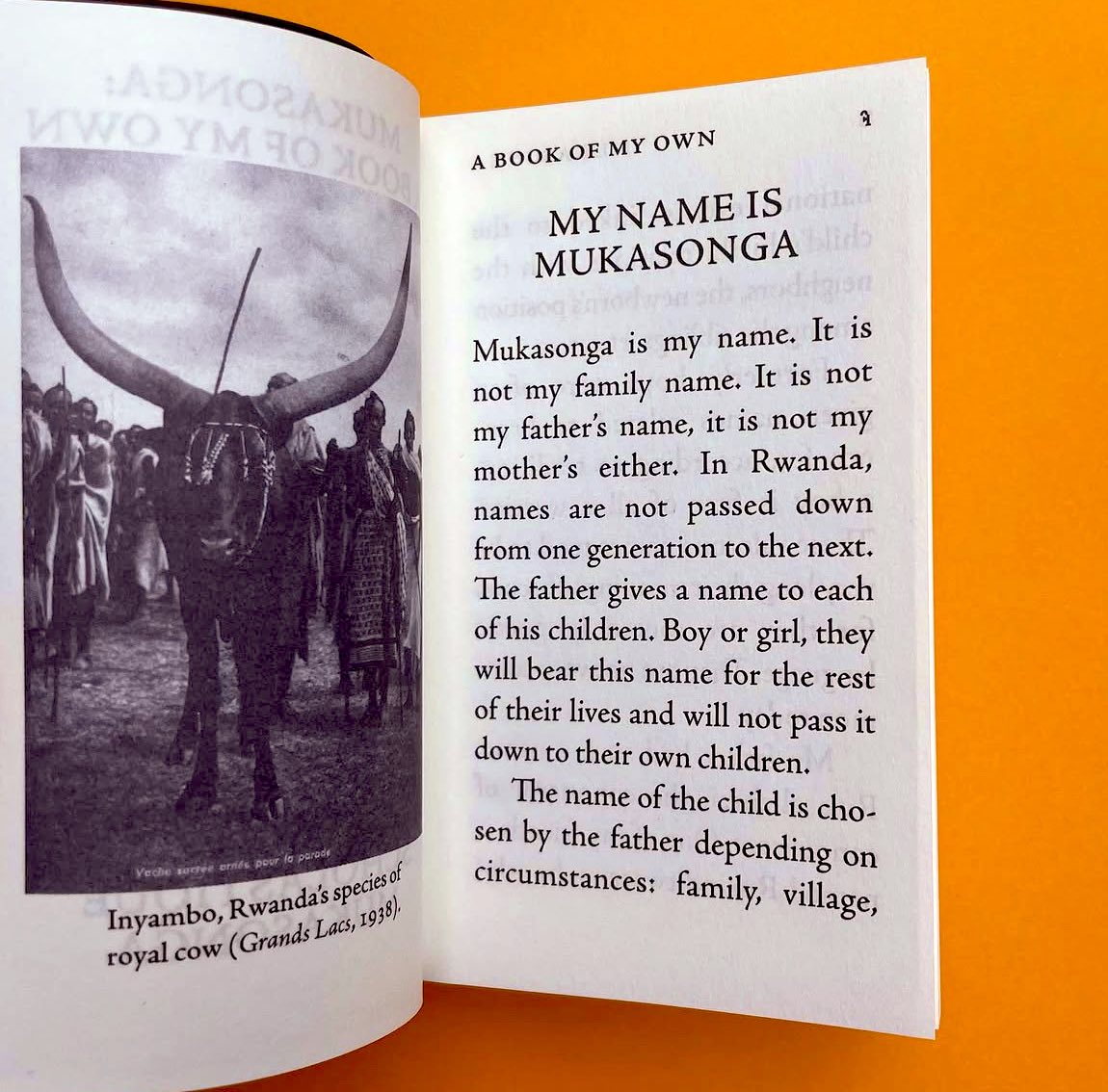 InkuruLibrary's tweet image. “For those who, despite everything, have decided to live, there will always be a home”

Scholastique Mukasonga (A book of My Own)

scholastiquemukasonga.net/en/in-store-a-…

📸: Hopscotch Reading Room (IG)

#Literature #Inka #Storytelling #Rwanda