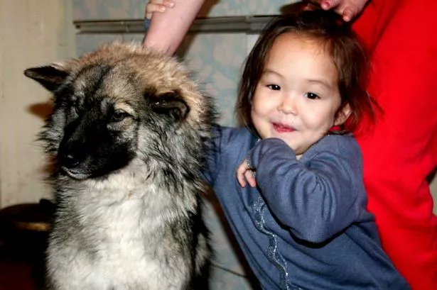 creepydotorg's tweet photo. 14. In 2014, three-year-old Karina Chikitova survived 11 days in the Siberian wilderness with only her dog for company. She ate wild berries, drank from a river, and stayed warm by curling up next to her dog. The dog eventually returned to her village and guided rescuers to her. https://t.co/kAxsQDhs31