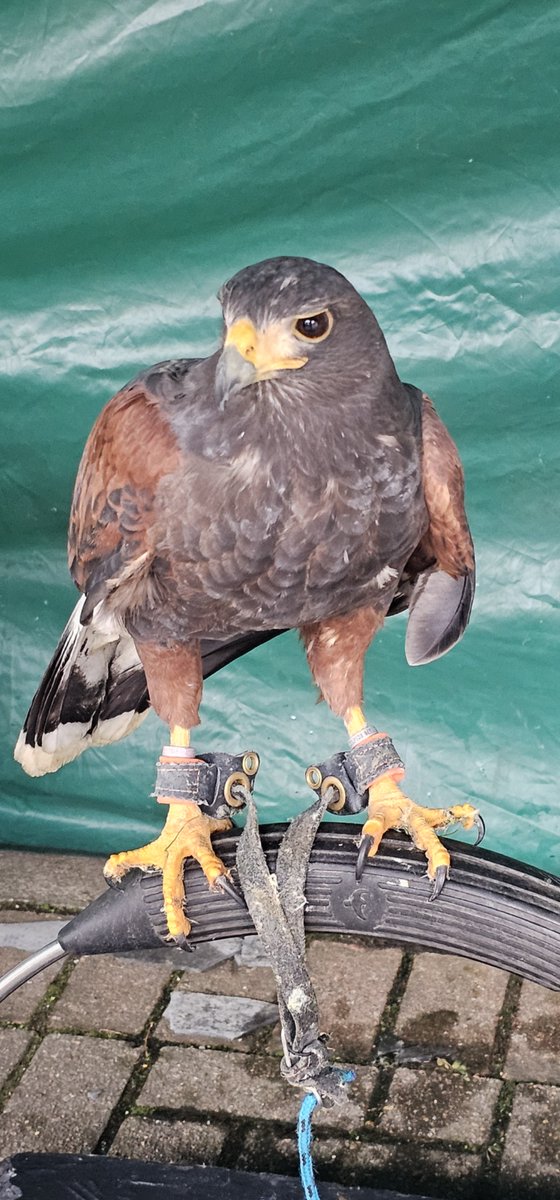 St Anne's Community Services tweet media