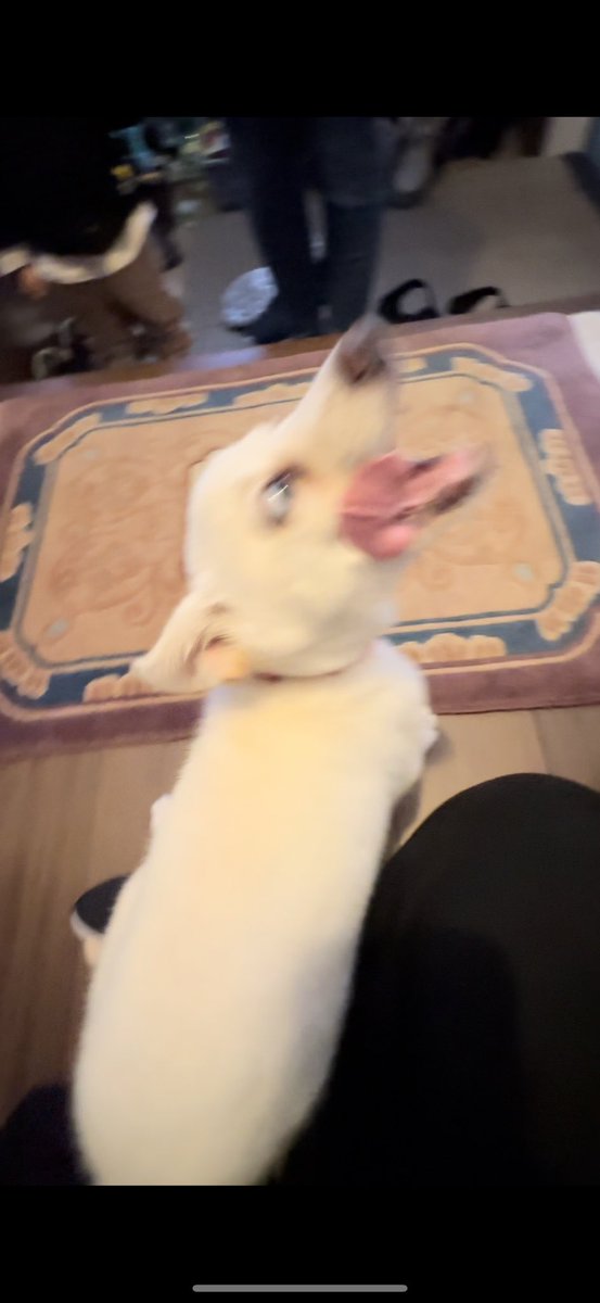 erk_sayuri's tweet photo. @REBHPortal 子犬の時です🐶 https://t.co/VaT3vUrITj