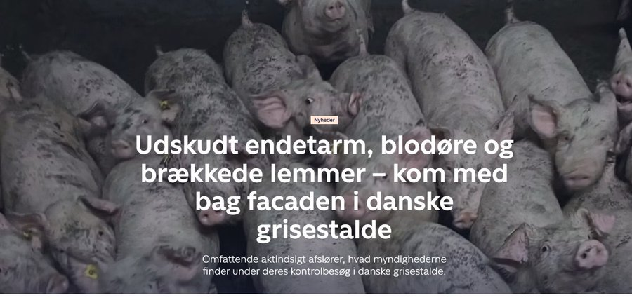 Birgitte Damm tweet media