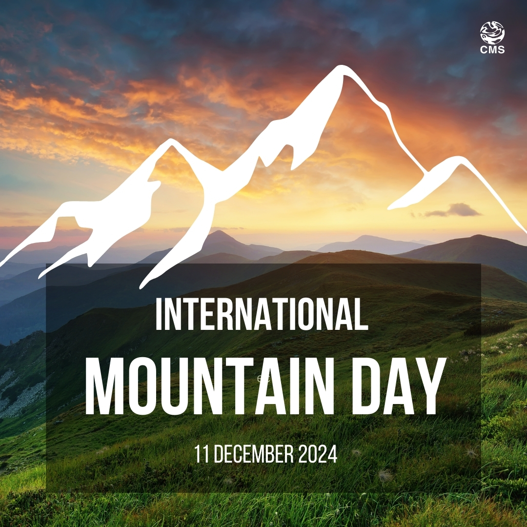 BonnConvention's tweet image. 🏔️✨ Happy #InternationalMountainDay! ✨🏔️

Mountains aren’t just breathtaking landscapes—they are lifelines for countless migratory species. From snow leopards prowling the high altitudes to birds like the bar-headed goose soaring over the Himalayas, mountains are vital habitats…
