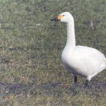 Photo by Notts Birdwatchers (@NottsBirders)