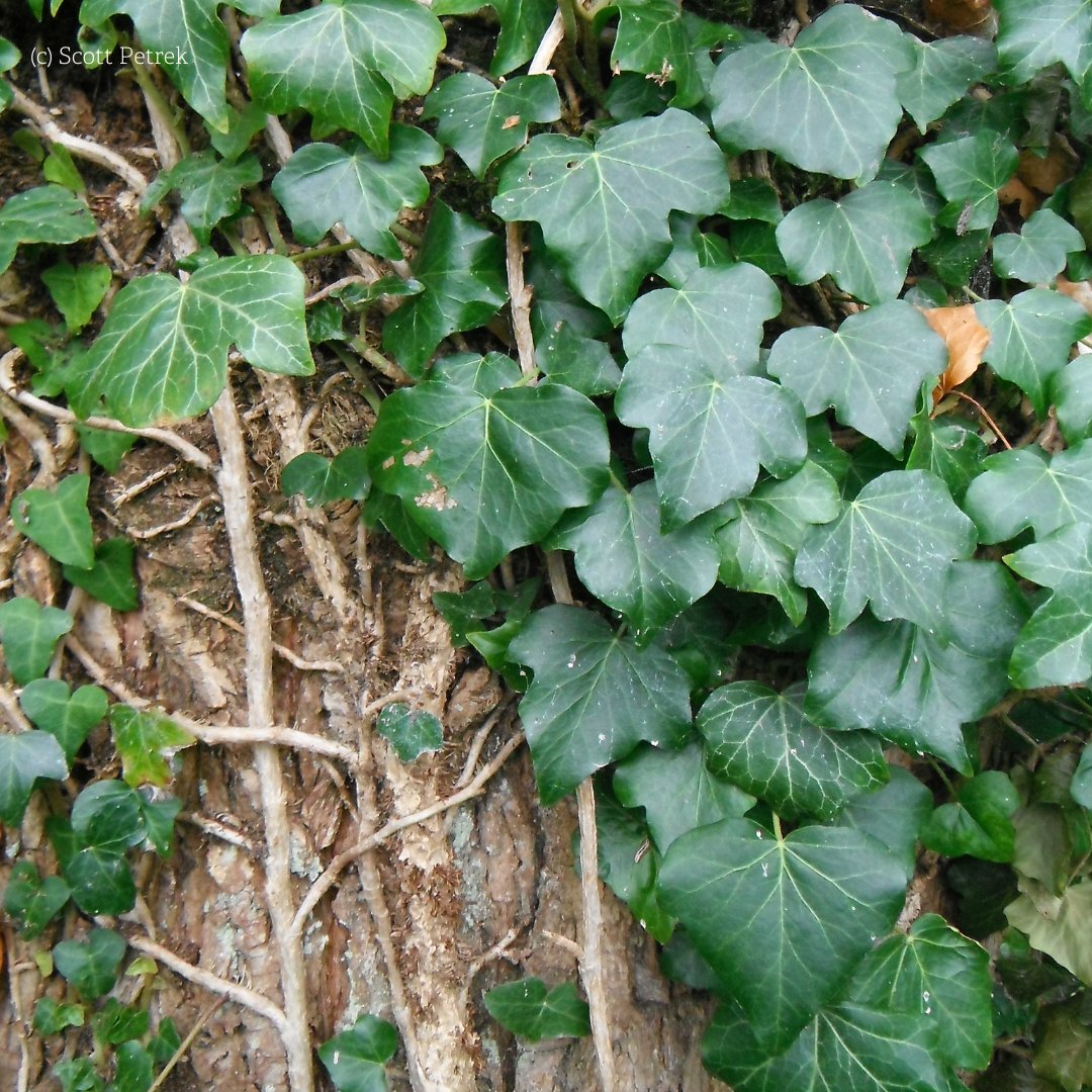 rwtwales's tweet photo. Ivy climbs trees and walls but isn't a parasite! It uses support without harm, and is vital for offering shelter to hibernating insects &amp; roosting birds. Its evergreen leaves brighten winter, while its berries are vital for birds ❄️

#Appreciatingnature #winterwildlife https://t.co/R2OjSENk02
