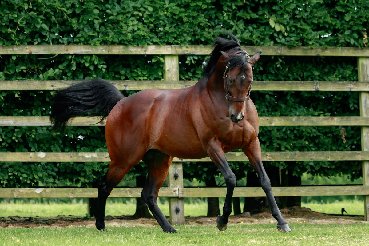 Coolmore tweet media