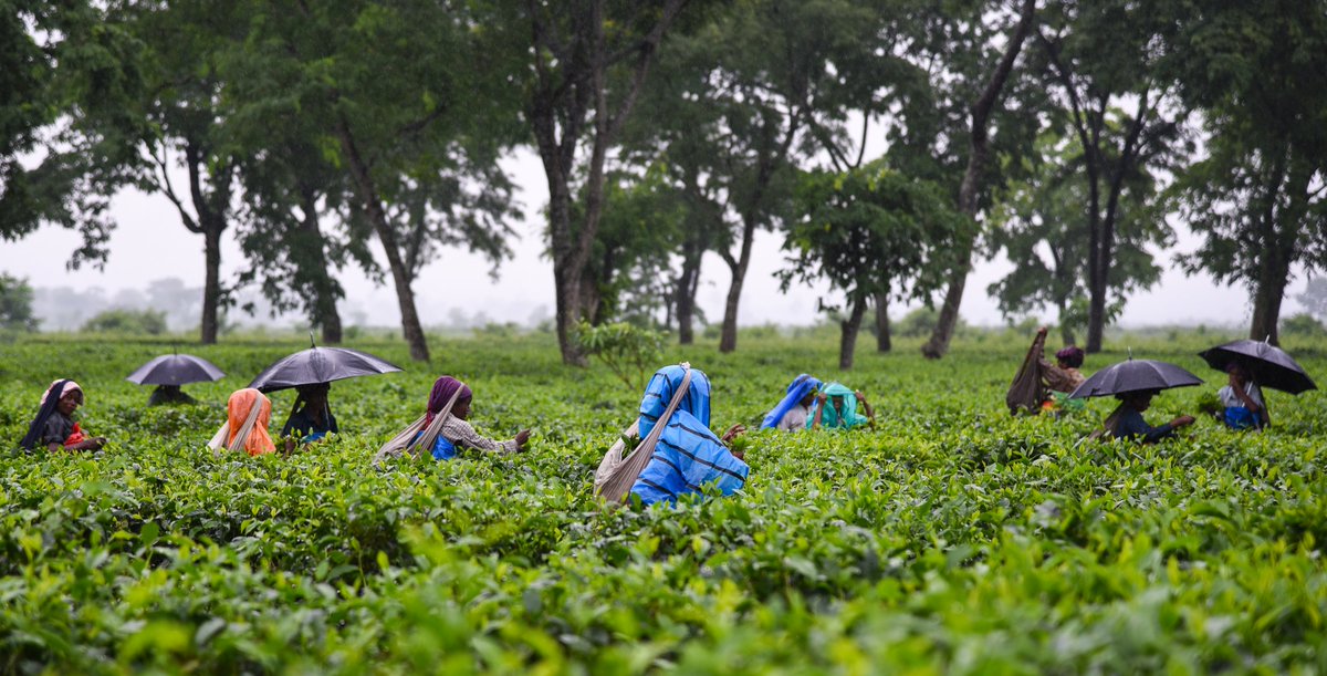 In Assam's tea gardens, youth are struggling to break free from their 'tea tribe' identity. But a history of migration to these plantations is a roadblock to their demand for scheduled tribe status, reports  <a href="/ValleyofS/">Maitreyee Boruah</a>  Read here: themigrationstory.com

Pic credit <a href="/tanmoy_pj/">Tanmoy Bhaduri</a>