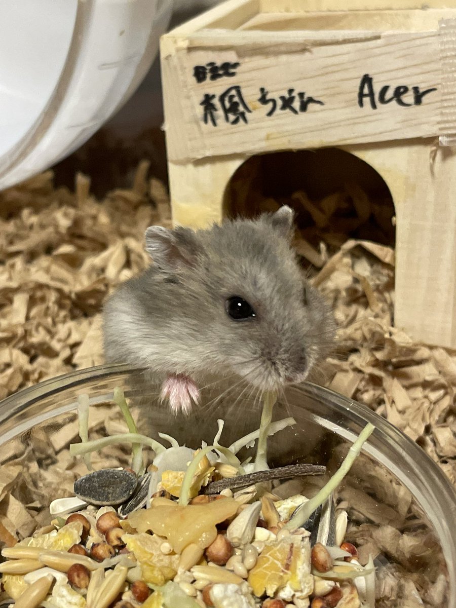 hlUutqn1jmsFbvW's tweet photo. 子育て終わりました。I'm done raising children. #楓ちゃん🍁 #Acer #shorts #薔薇です🌹#barade... https://t.co/5d07ZBWYqS @YouTubeより https://t.co/7QUdX1zTkE