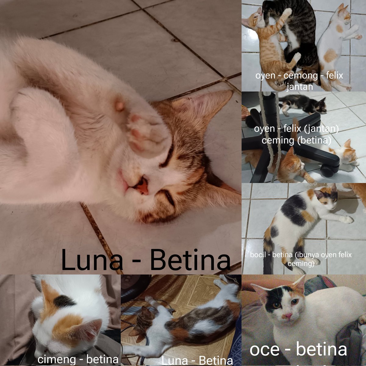 kumungil's tweet photo. Adakah yang mau adopsi kucing2ku? Free, bisa diambil dirumahku, lokasi tambun-bekasi #AdoptCat #kucing #freeadopt https://t.co/rqQG5irVxq