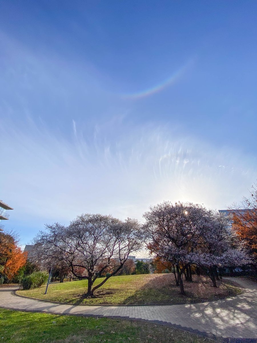 yakatagirl's tweet image. 環天頂アークっていう現象でしょうか。
今日出かけた際に空を見上げたら見えました🌈
とてもきれいで感動しました😊

#iPhone11pro