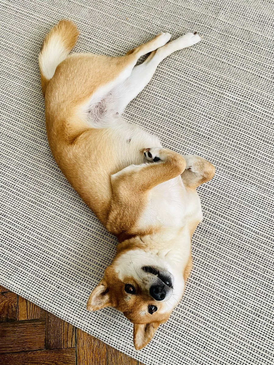 miashibagirl's tweet photo. え？
なにかご用？

床に背中をスリスリしてる途中でカメラを向けたら固まった😅邪魔して悪かったね。どうぞ気の済むまで存分にスリスリしちゃってくださいな😆 https://t.co/pqEZAdkePl