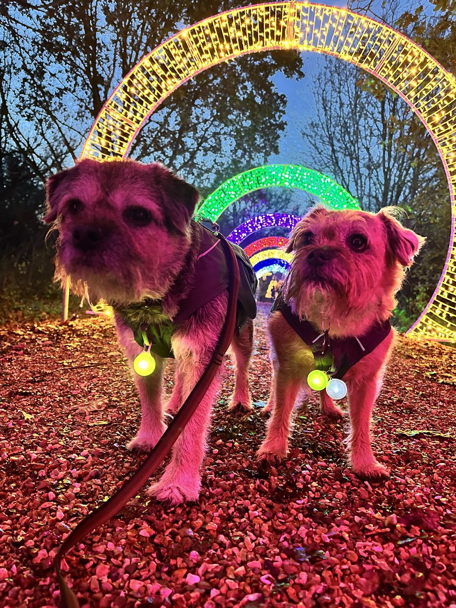 ScrappyN's tweet photo. So excited pals, tonight I’m taking my favourites to @DelapreAbbey for the #WinterLightTrail #DelapreAbbey #ScrappyNelson I know they are going to love it 😊 https://t.co/8QyoPWubsJ