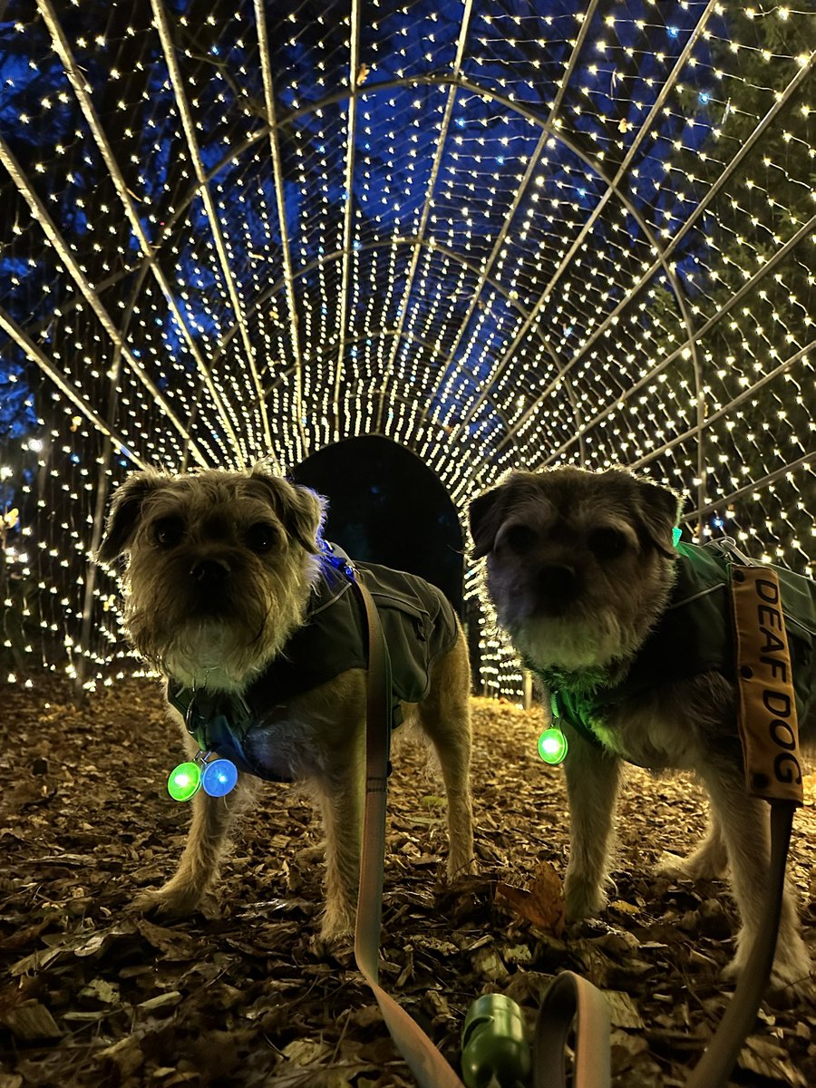 ScrappyN's tweet photo. So excited pals, tonight I’m taking my favourites to @DelapreAbbey for the #WinterLightTrail #DelapreAbbey #ScrappyNelson I know they are going to love it 😊 https://t.co/8QyoPWubsJ