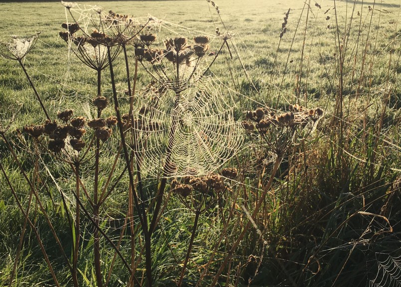 If your New Year Resolution might be to do something for nature, wildlife recording could be for you! 

Find out more about wildlife recording at our webinar next Tuesday evening. More info here:
cbdc.org.uk/get-involved/w…