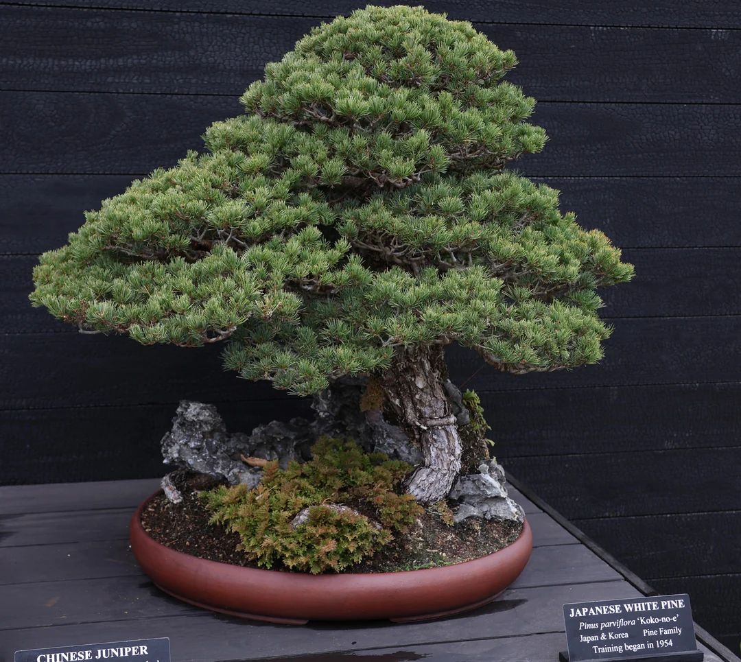 YugenBonsai's tweet photo. Check out this stunning Longwood White Pine!
📸: ExhaustedGradStudent
#Bonsai #BonsaiArt #BonsaiTreeCare #Gardening #BonsaiTechniques #TreeTrimming #RootPruning #WireTraining #YugenBonsai #BonsaiHistory #BonsaiCulture #PlantTraining #GardeningLove https://t.co/EROmwVzFUH