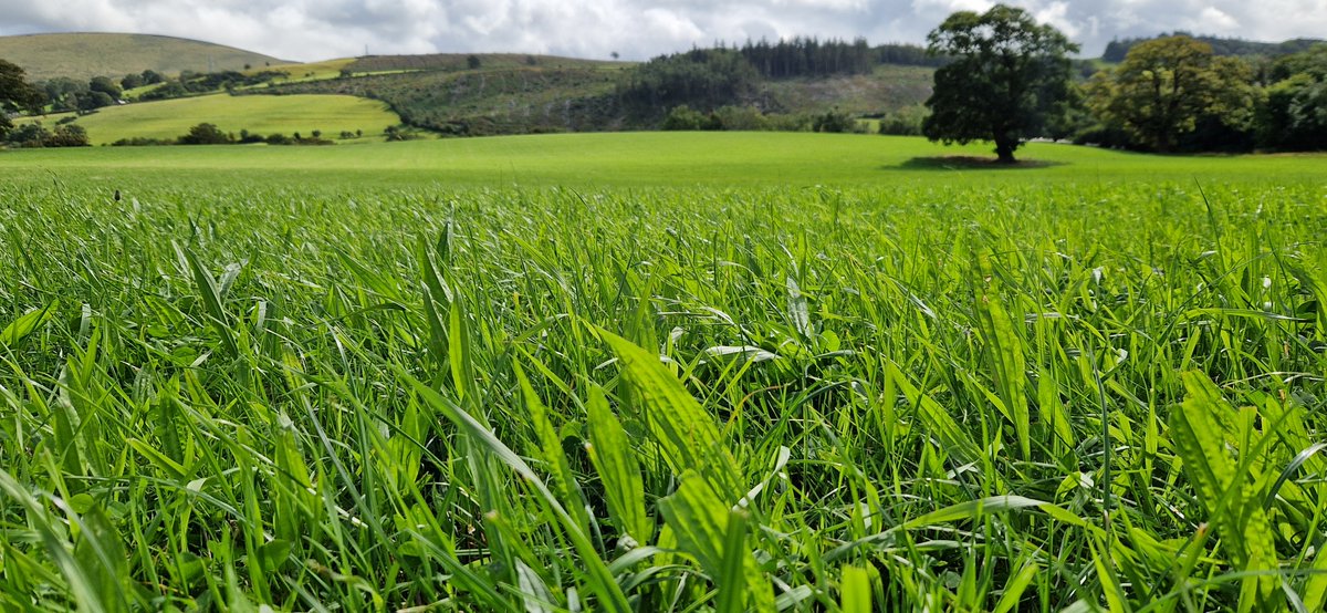 Oliver Seeds tweet media