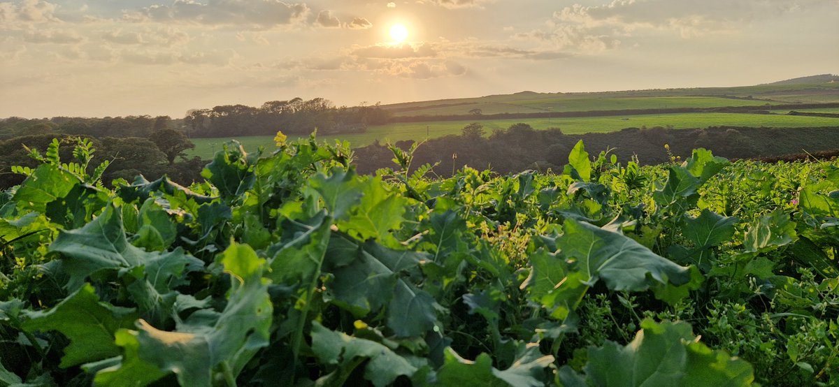 Oliver Seeds tweet media