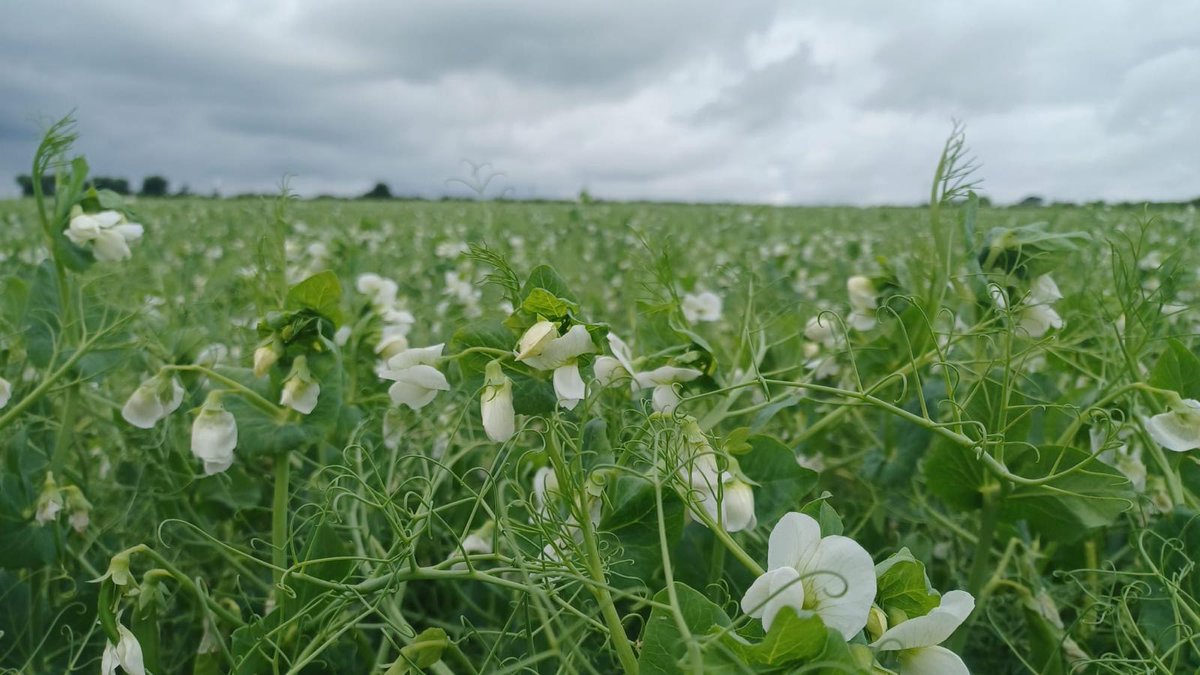 Oliver Seeds tweet media