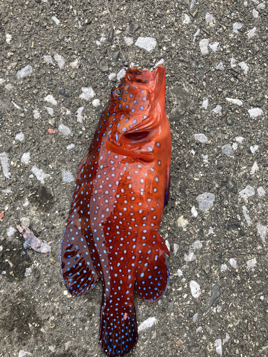 最近の釣果！！！