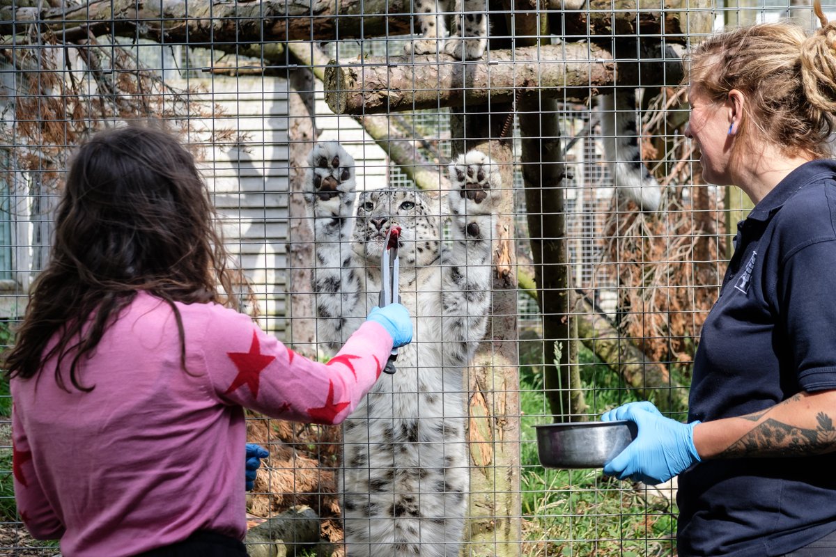rzss's tweet photo. Struggling for gift ideas this Christmas? 🎄
 
Surprise your loved one with a WILD Keeper Experience! Join our expert keepers and get up close to our amazing animals.
 
Order your voucher now 🎁 https://t.co/Vn1ghNRp5m https://t.co/ZIqkV5Xd3o