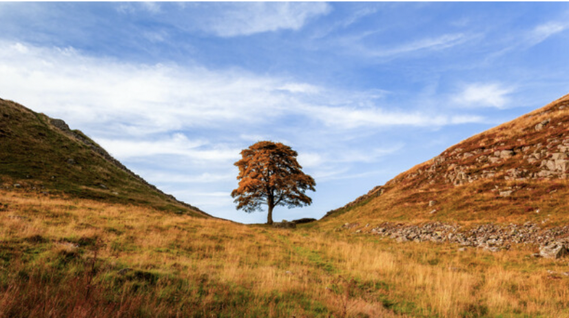 GreenGroupBANES's tweet image. Led by Cllr @clrjoannawright , this initiative celebrates resilience, community &amp;amp; sustainability in Bath&apos;s UNESCO landscape. 🌿 #TreeOfHope #AlicePark #Bath #GreenFuture #CommunityCare #Sustainability #Hope #EnvironmentalJustice 🌳

greengroupbanes.wordpress.com/2024/12/11/ali…