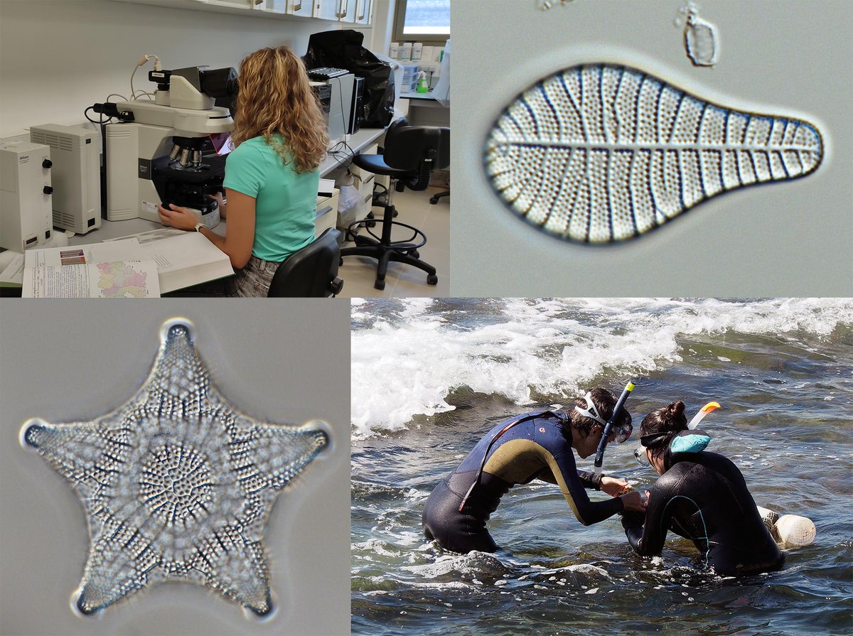 From IRTA we are hiring a project technician for morphological and metabarcoding identification of coastal diatoms. We offer: 15 month contract. Start: beginning 2025. 
Full details: tinyurl.com/bdfzs759. 
Register &amp; send CV: irta.cat/en/work-at-irt…. 
Deadline: 15/01/2025